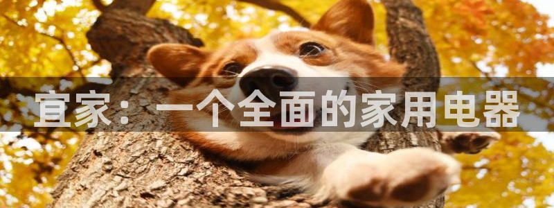 cq9电子琴
